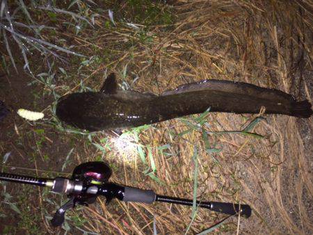 雨+増水+濁り＝絶対